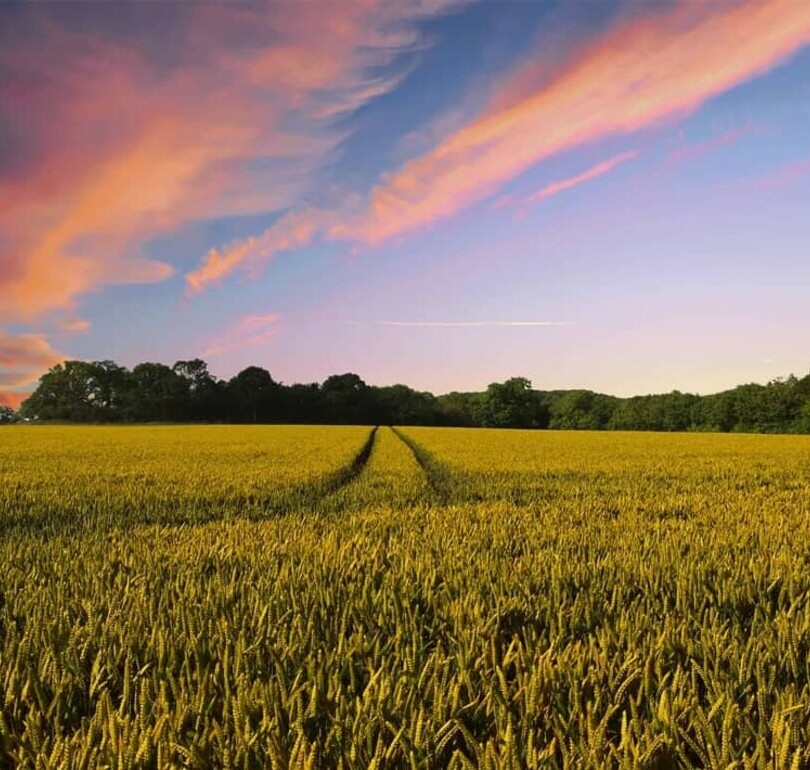 Setting sun creates beautiful sky above a field